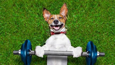 Cómo ejercitar un perro sin salir de casa Cómo ejercitar un perro sin salir de casa