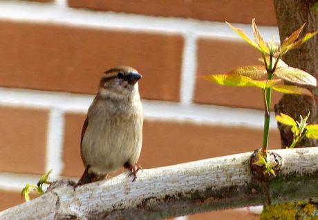 LOS INVISIBLES LOS INVISIBLES