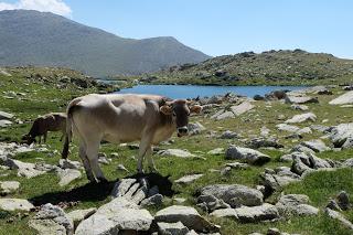 TRANSPIRENAICA GR11 ETAPA 23: CABANA DELS ESPARVERS - VILALLOBENT