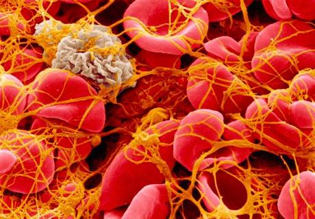 Imagen del proceso de coagulación de la sangre