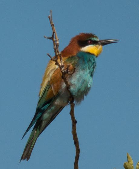 EL ARCO IRIS ALADO