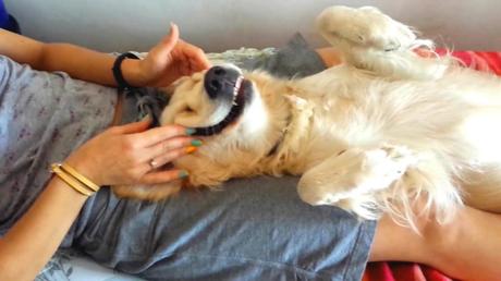 masajes perros masajes perros