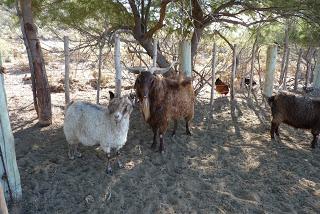 Chivos colorados