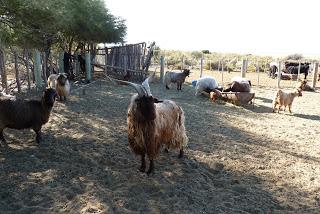 Chivos colorados