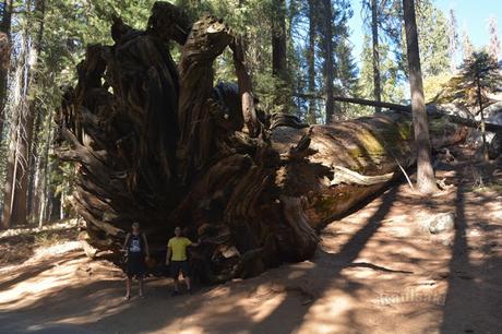 Sequoia National Park-Caminando por el Bosque Gigante