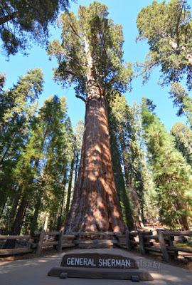 Sequoia National Park-Caminando por el Bosque Gigante