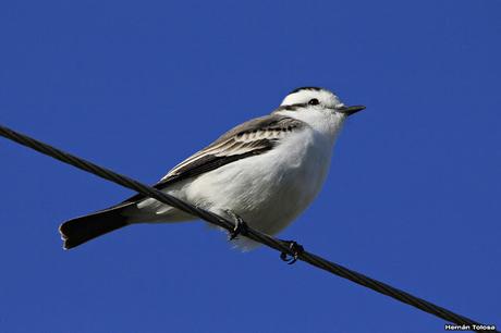 Una coronada