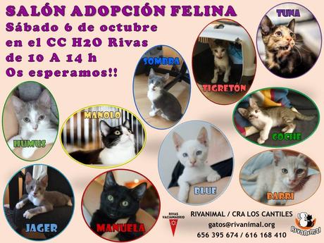 salon adopcion felina