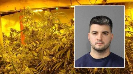 Arrestan a un cubano por cultivo ilegal de marihuana