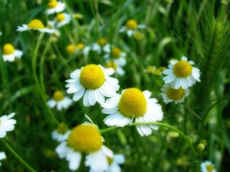 Comer flores: es necesaria una regulación