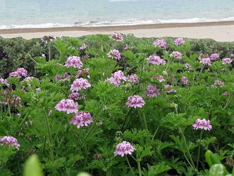 Comer flores: es necesaria una regulación