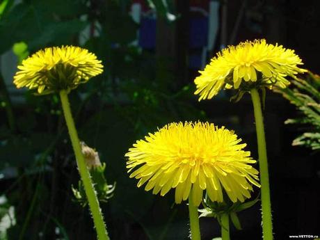 Comer flores: es necesaria una regulación