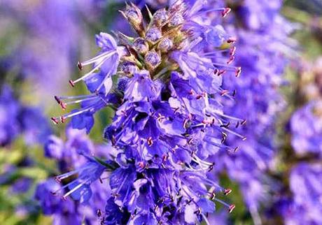 Comer flores: es necesaria una regulación