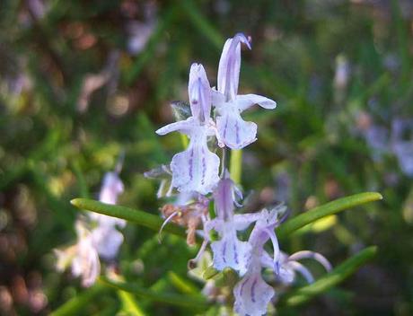 Comer flores: es necesaria una regulación