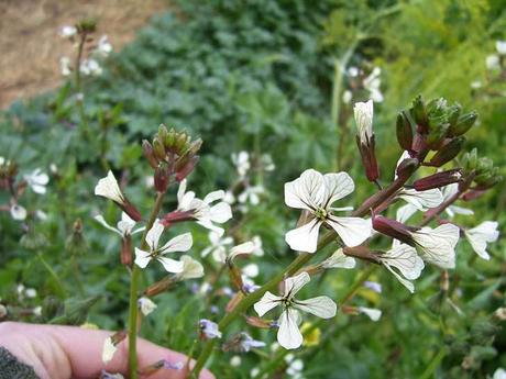 Comer flores: es necesaria una regulación