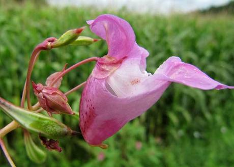 Comer flores: es necesaria una regulación
