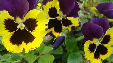 Comer flores: es necesaria una regulación