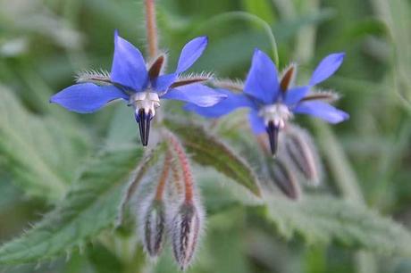Comer flores: es necesaria una regulación