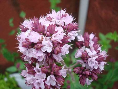 Comer flores: es necesaria una regulación