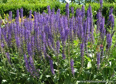 Comer flores: es necesaria una regulación