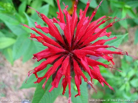 Comer flores: es necesaria una regulación