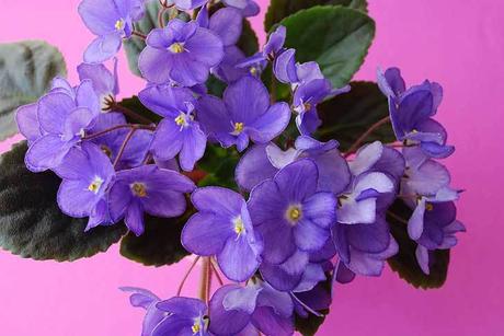 Comer flores: es necesaria una regulación