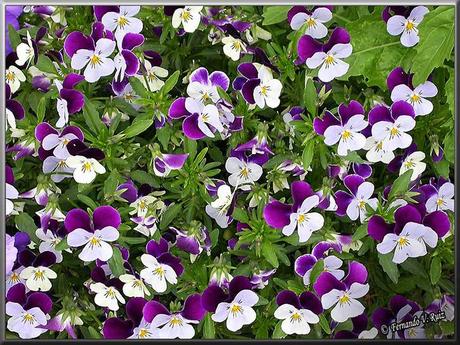 Comer flores: es necesaria una regulación