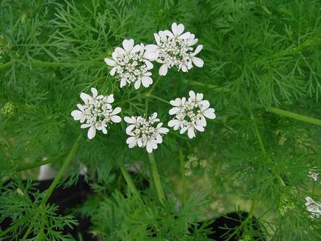 Comer flores: es necesaria una regulación