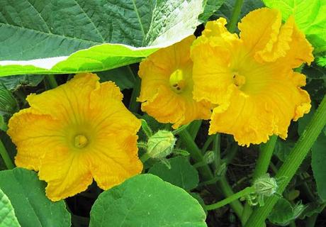 Comer flores: es necesaria una regulación