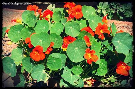 Comer flores: es necesaria una regulación