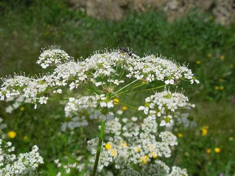 Comer flores: es necesaria una regulación