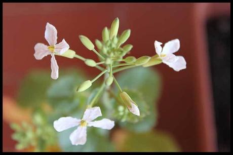 Comer flores: es necesaria una regulación