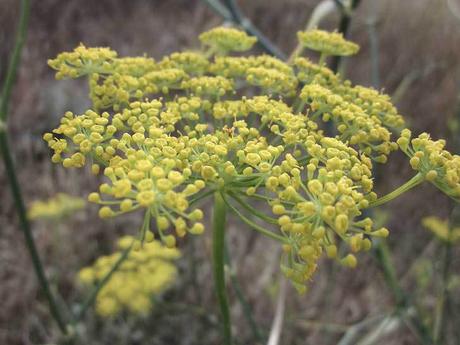 Comer flores: es necesaria una regulación