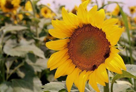 Comer flores: es necesaria una regulación