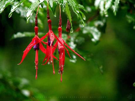 Comer flores: es necesaria una regulación