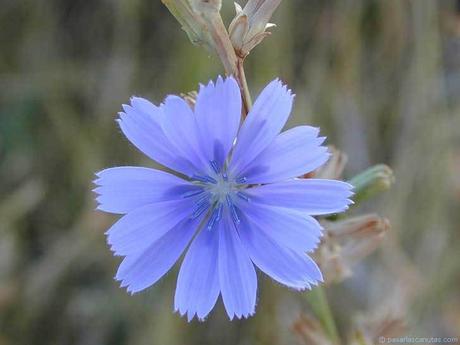 Comer flores: es necesaria una regulación