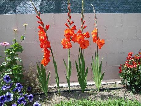 Comer flores: es necesaria una regulación