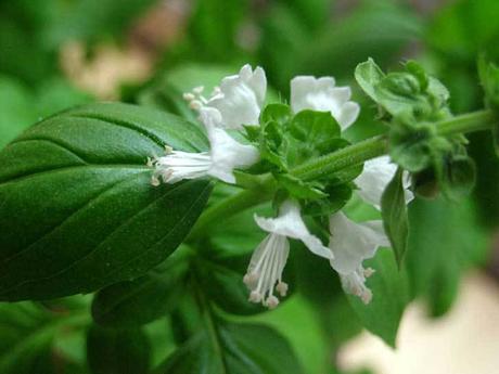 Comer flores: es necesaria una regulación