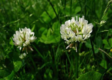 Comer flores: es necesaria una regulación