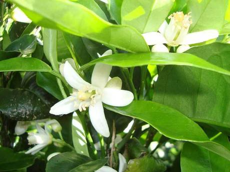 Comer flores: es necesaria una regulación