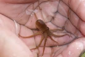 Resultado de imagen para pulpo bebe