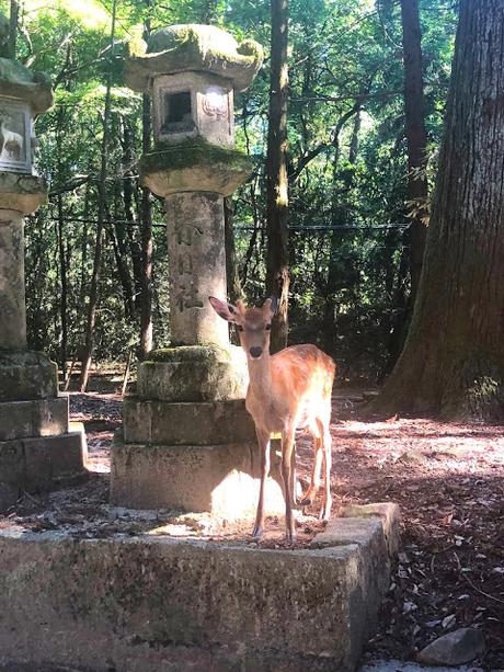 Mi viaje a Japón: Nara, Miyajima y Hiroshima