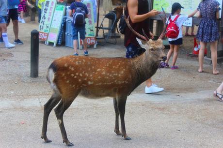 Mi viaje a Japón: Nara, Miyajima y Hiroshima