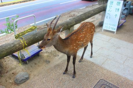 Mi viaje a Japón: Nara, Miyajima y Hiroshima