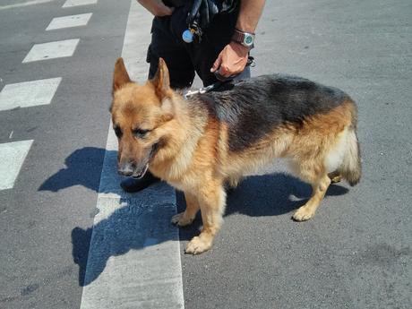 Exhibición de la Unidad Montada y Unidad Canina de la Guardia Urbana de Barcelona