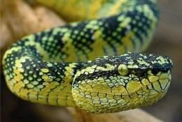 #ActivosCosmeticos: el veneno como opción para potenciar tu belleza