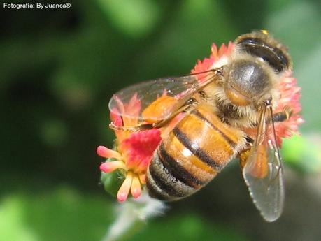 #ActivosCosmeticos: el veneno como opción para potenciar tu belleza