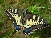 Mariposas jardín