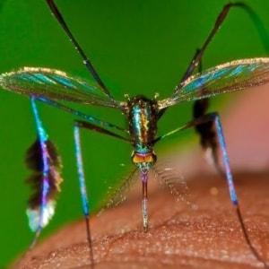 DARPA está creando insectos infectados con virus como armas biológicas