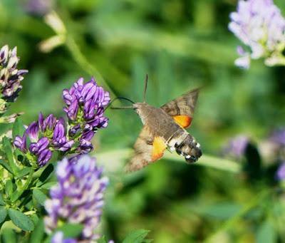 Polillas en migración